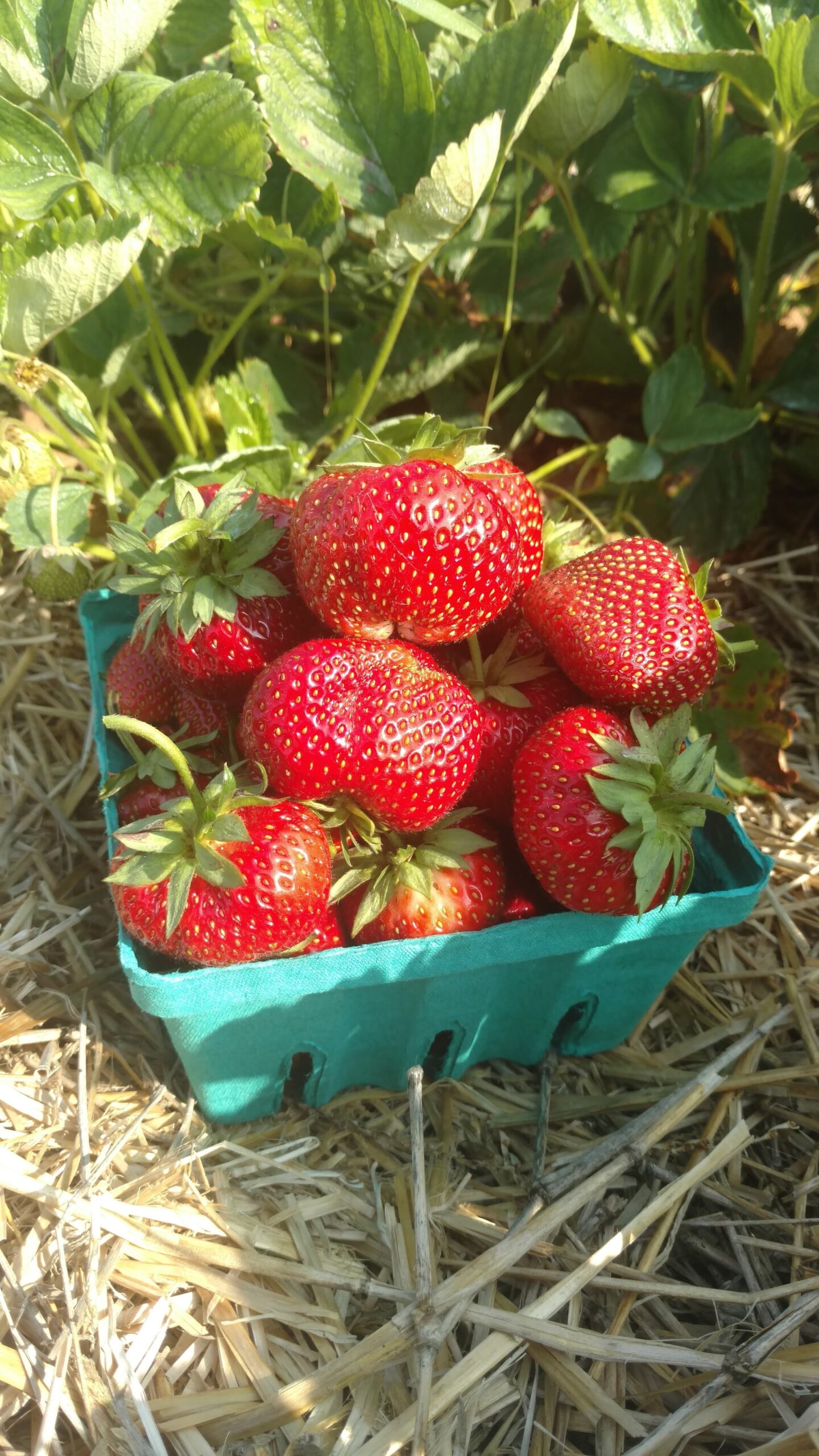 Freshly picked strawberries in a green basket, surrounded by lush green strawberry plants and straw, showcasing vibrant red color and healthy green leaves. Perfect for summer recipes and snacks.