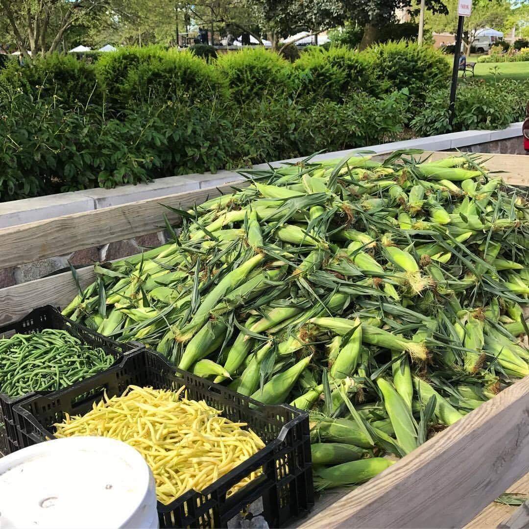 Freshly harvested corn piled high in a wooden crate, alongside baskets of green and yellow beans, set against a lush garden backdrop. Perfect for farmers' market promotions and seasonal recipes.
