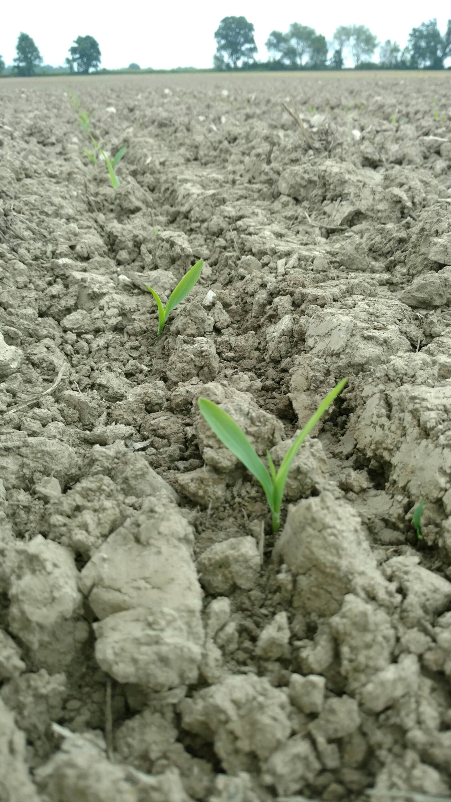 Close-up of young corn seedlings emerging from dry, cracked soil in a field, showcasing early growth stages of agriculture.