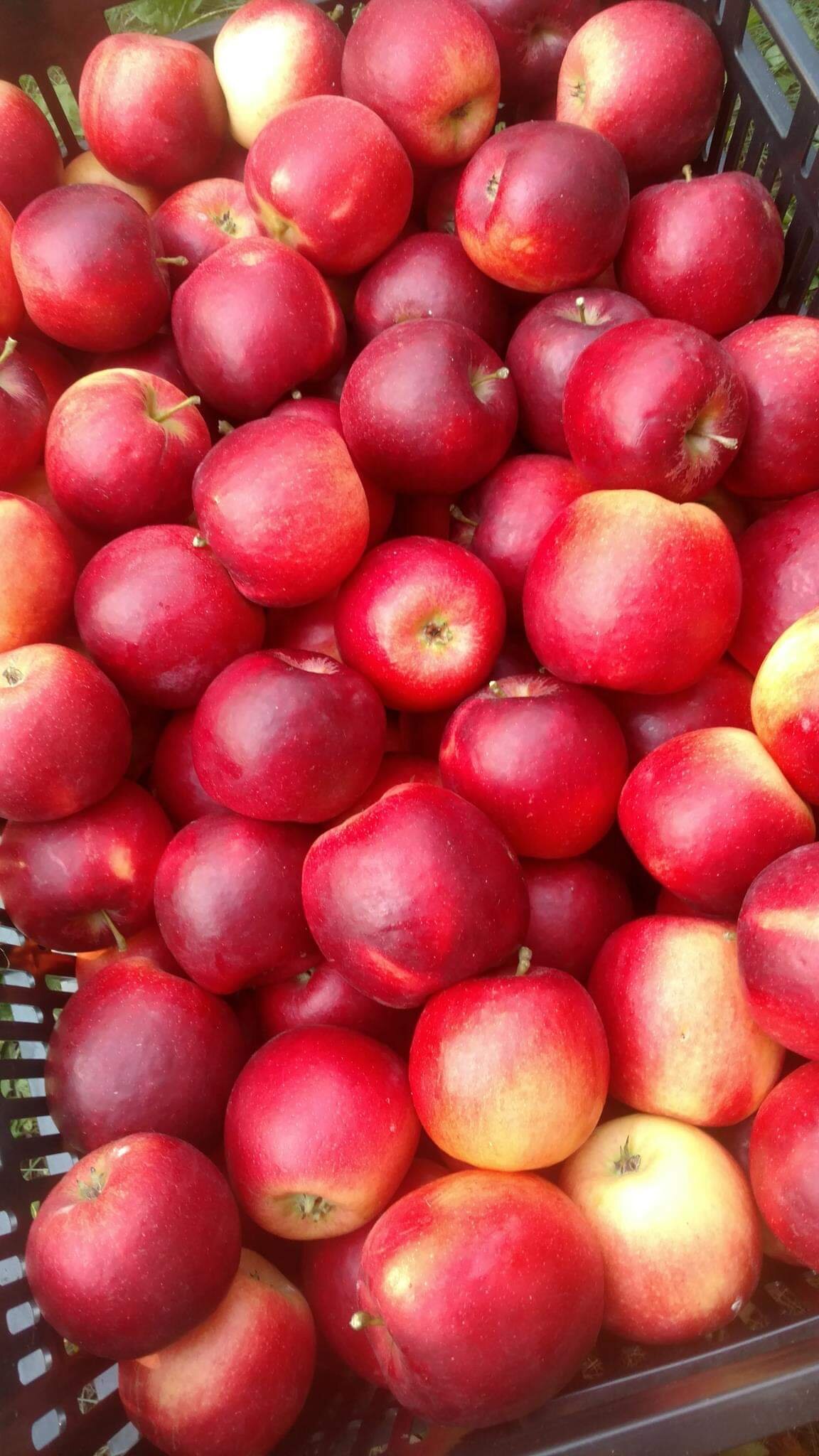 A basket filled with fresh, ripe red apples, showcasing their vibrant color and smooth texture, ideal for healthy snacks and baking.