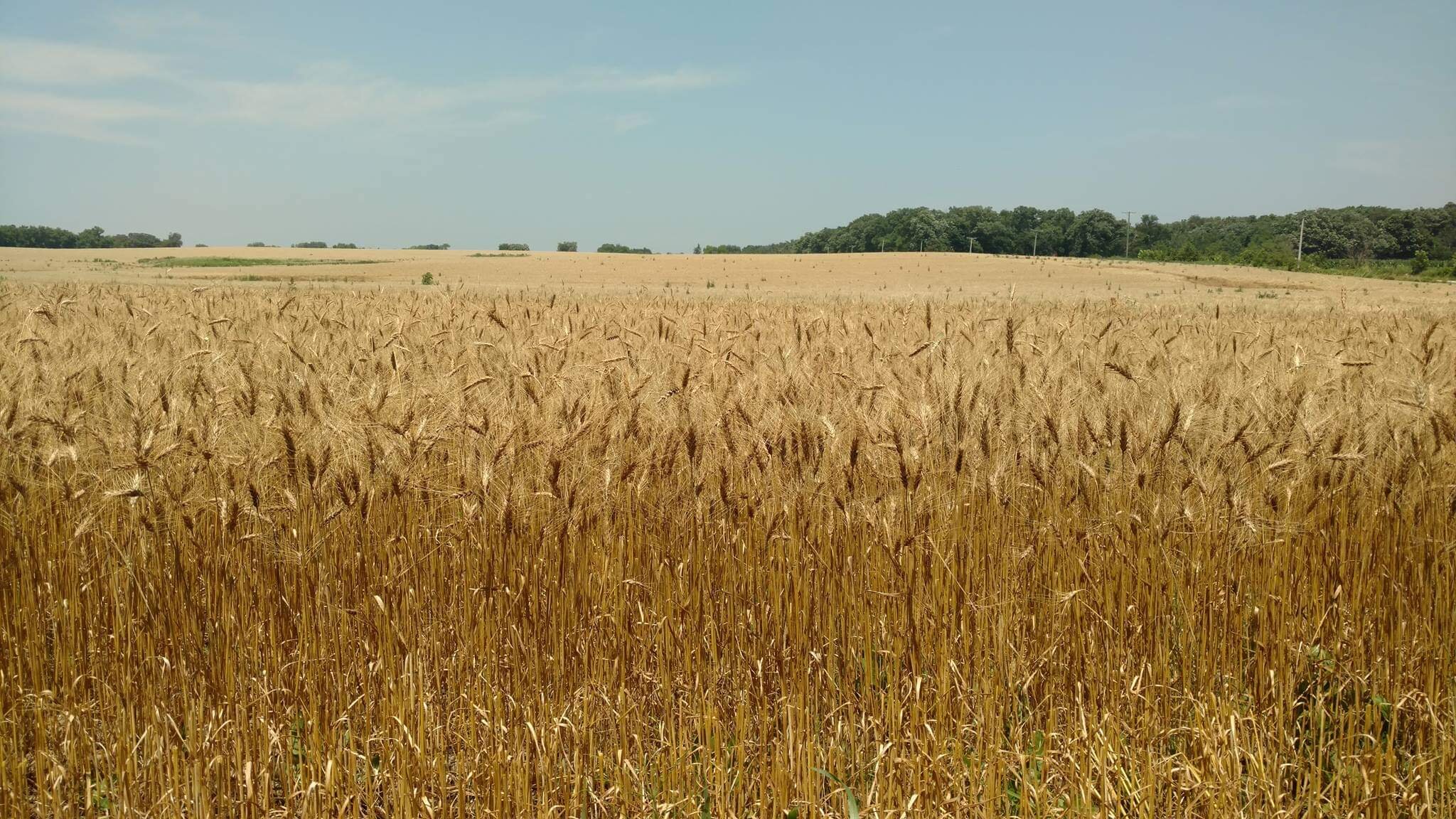 Golden wheat field under a clear blue sky, showcasing ripe wheat stalks ready for harvest, with rolling hills and trees in the background. Ideal for agricultural and farming topics.