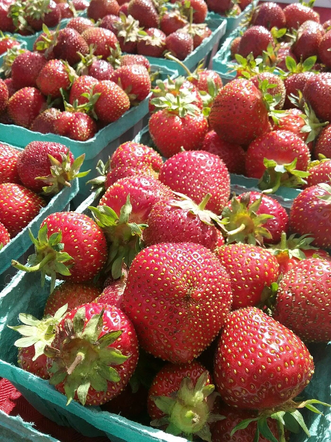 Van+Laar's+Fruit+Farm+Illinois+-+4358 Fresh, ripe strawberries piled in green cardboard containers at a farmers market, showcasing their vibrant red color and green leafy tops. Ideal for recipes, snacking, or desserts.