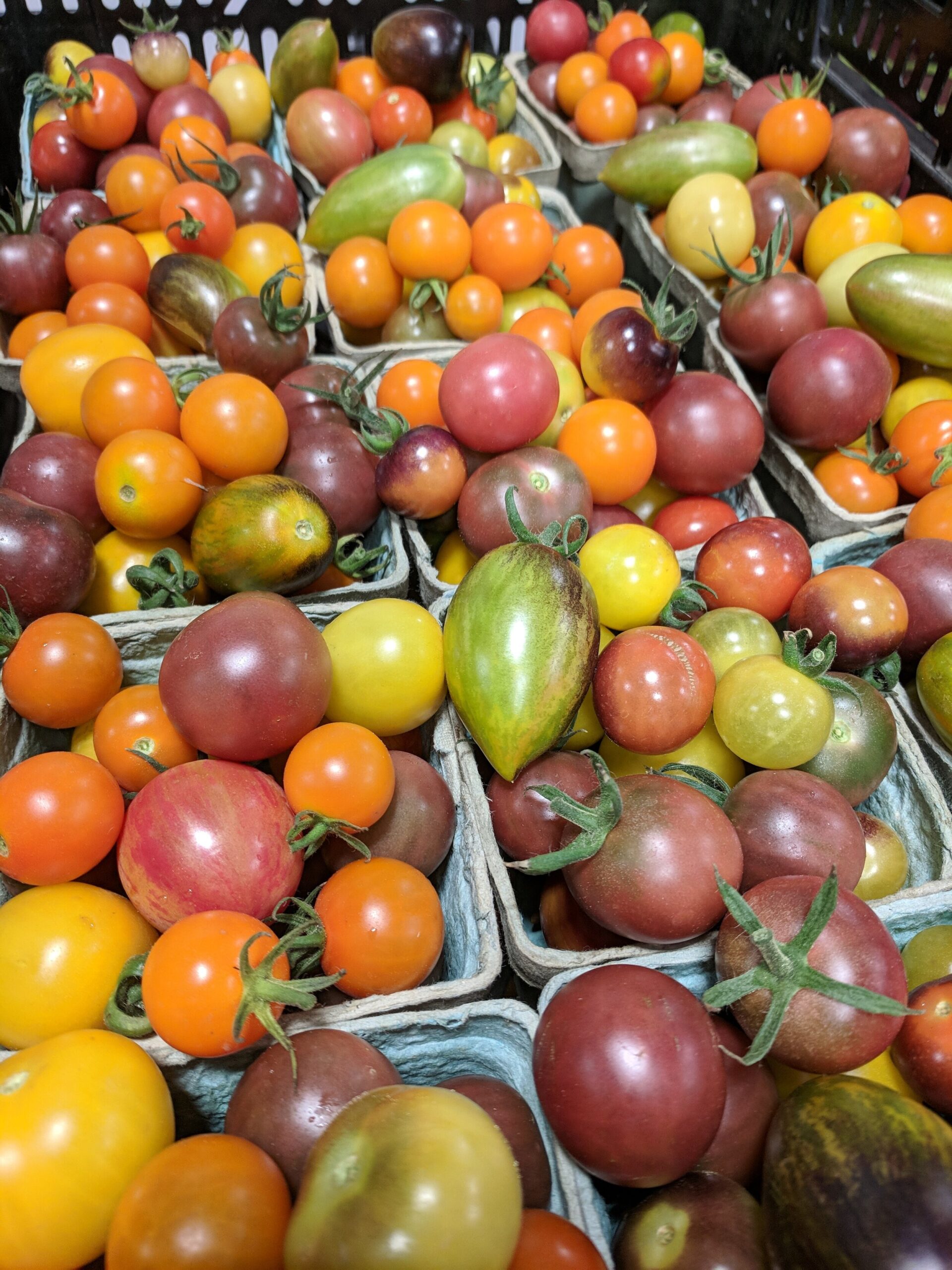 Colorful assortment of heirloom tomatoes in various sizes and shades, arranged in cardboard containers at a farmers market, showcasing vibrant oranges, reds, yellows, and greens.