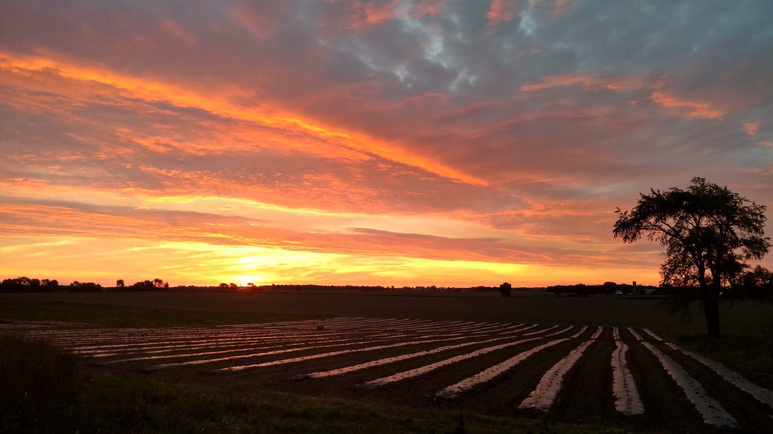 Sunset over a farmland landscape with vibrant orange and pink clouds, featuring rows of freshly tilled soil covered with plastic mulch, and a silhouette of trees in the background.